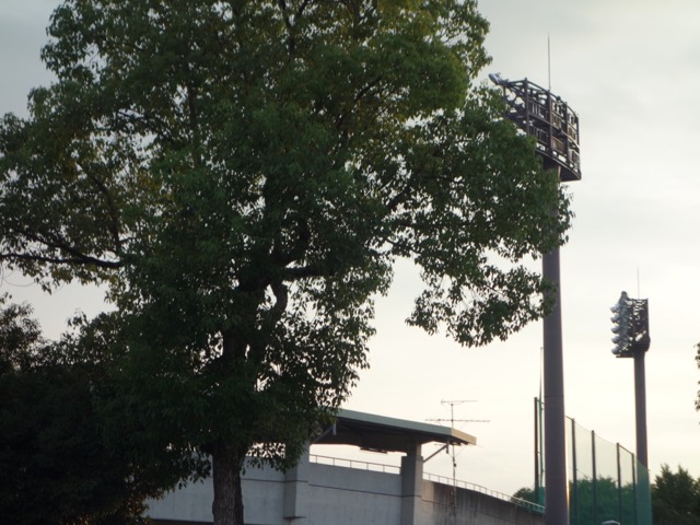 畝傍御陵前停車場四条線・橿原神宮公苑線