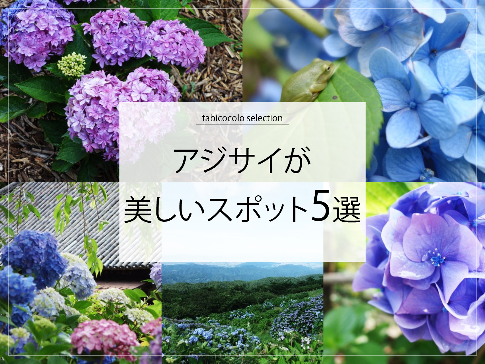 アジサイが美しいスポット5選