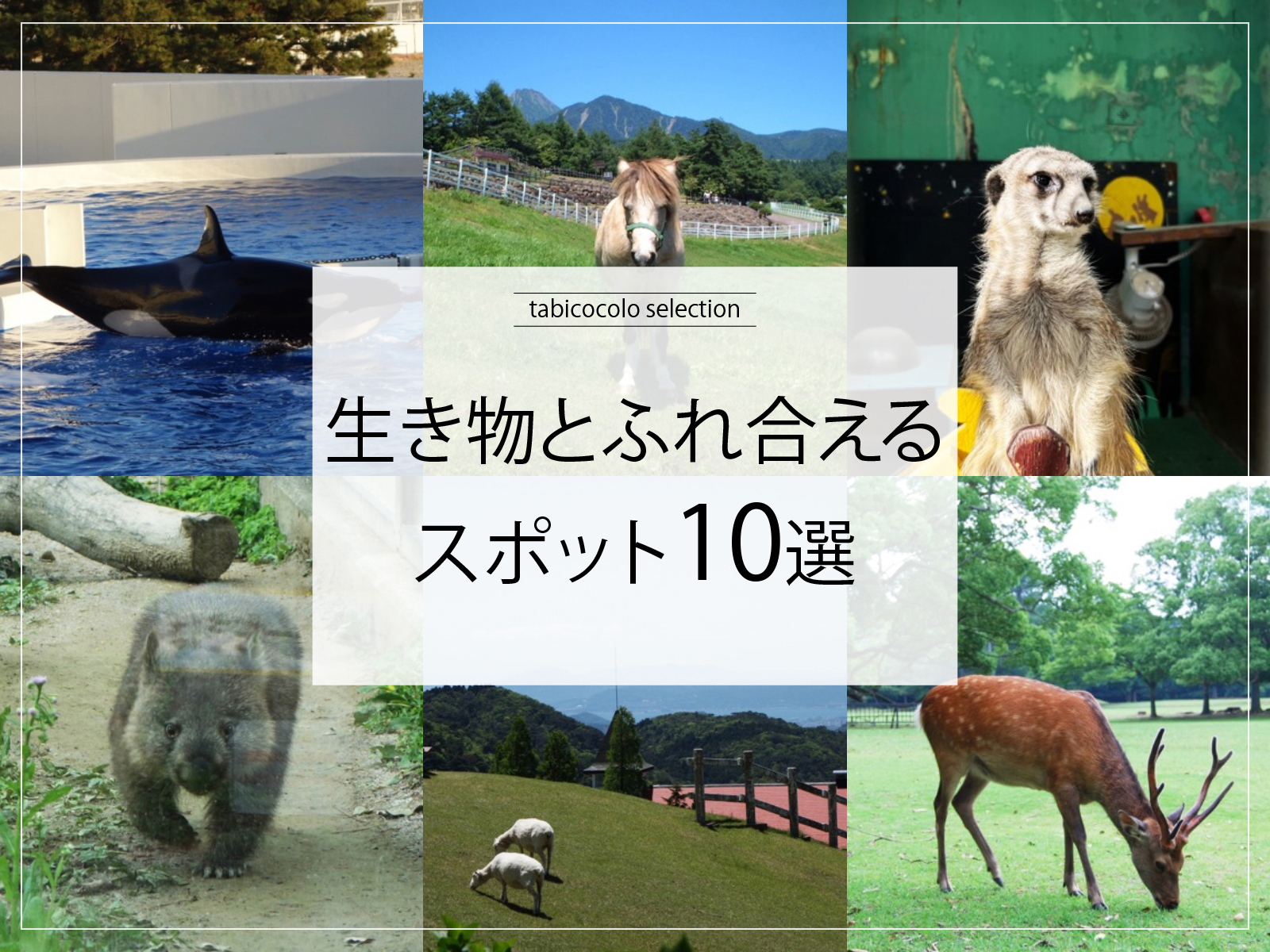 生き物とふれ合えるスポット10選